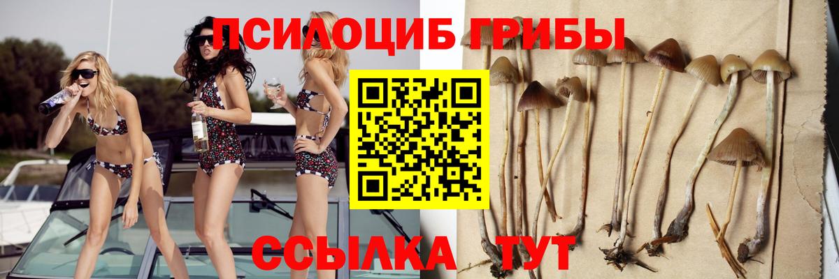 Псилоцибиновые грибы мицелий Карачаевск